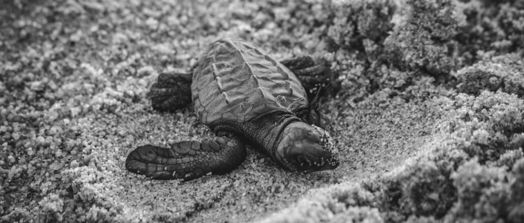 Wann schlüpfen Schildkröten?, Zeiten, Bedingungen und Tipps zur Beobachtung